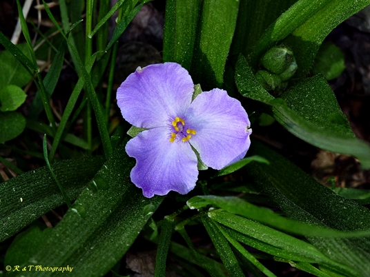 {Tradescantia ernestiana}
